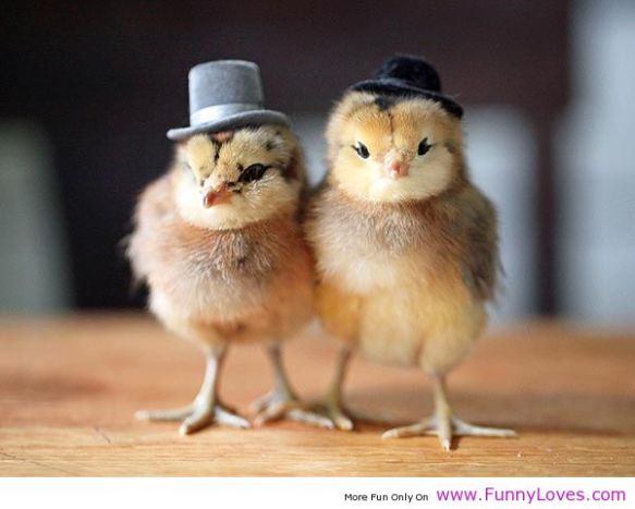 Funny-Chicks-With-Funny-Hats