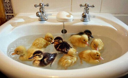 funny_duck_picture_10